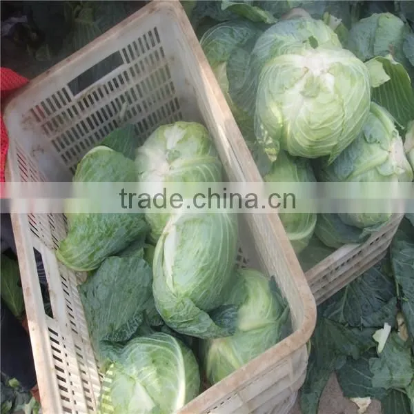 Beijing Cabbage/round Cabbage/flat Cabbage From Factory photo-4