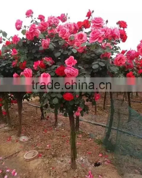 Gardening Rose Plants photo-2