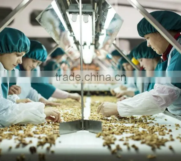 Walnut Kernel Multiple Layer Continuous Type Mesh Belt Dryer photo-4