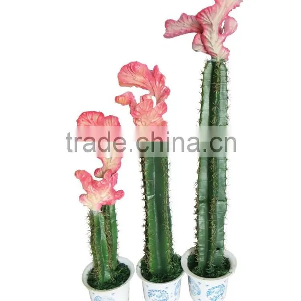 CHY040931 New Products Flowering Succulent Plant Tropical Plants With Different Sizes photo-2