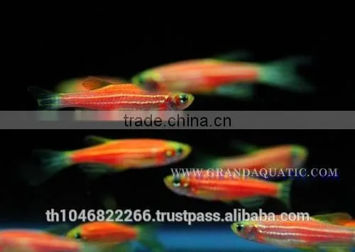 Pink Danio Fish Farm For Sale and Aquarium Fish Export photo-6