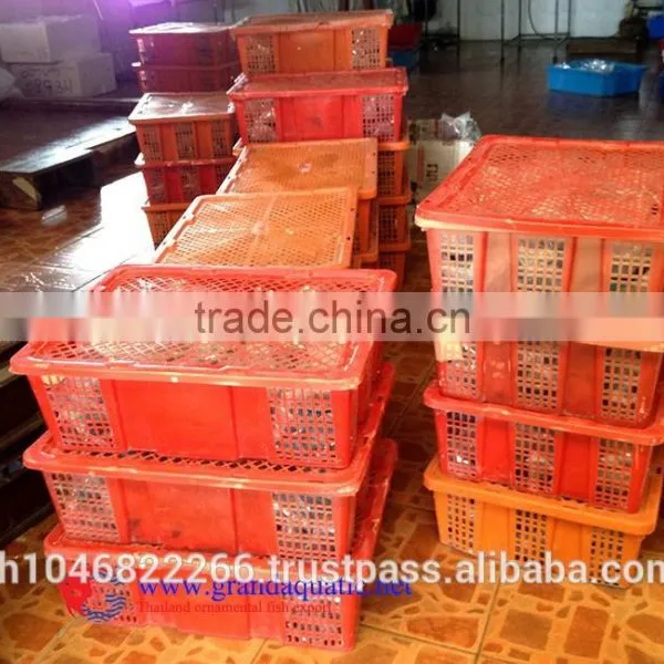 Ornamental Fish Breeder photo-6