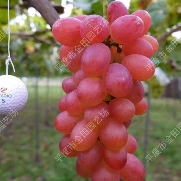 Australian Seedless Crimson Seedless Grape Seedling Grape Vines