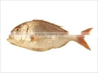 WR Frozen Red Porgy