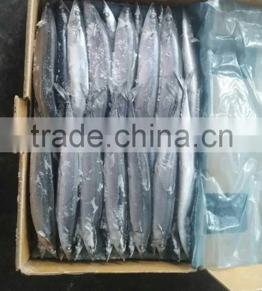 Frozen Whole Round Pacific Saury Scientific Name Cololabis Saira photo-3
