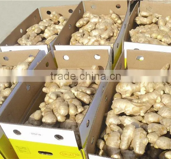Fresh Ginger photo-4