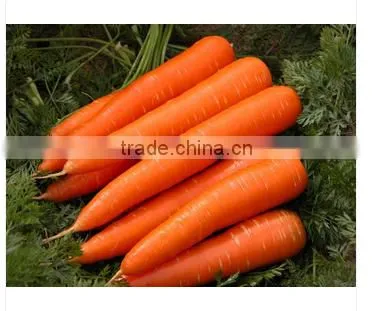 Sale Frozen Carrot photo-2