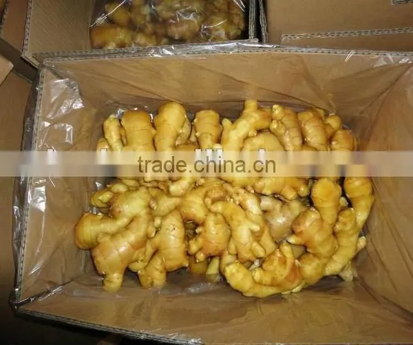 Chinese Fresh Ginger Export Price 2016 photo-2
