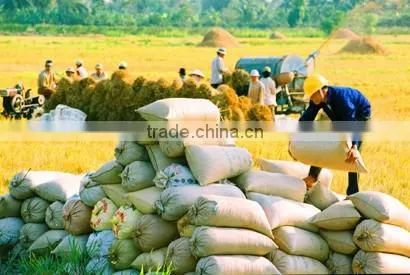 HOT SALES !!! CHEAPEST JAPONICA/ROUND WHITE RICE 5% BROKEN photo-3