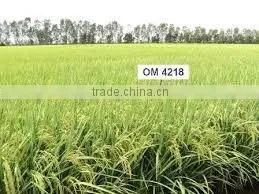 VIETNAM WHITE AND SOFT RICE 5% BROKENS - OM 4218 photo-2