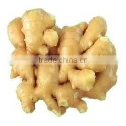 Fresh Ginger for Sale photo-2