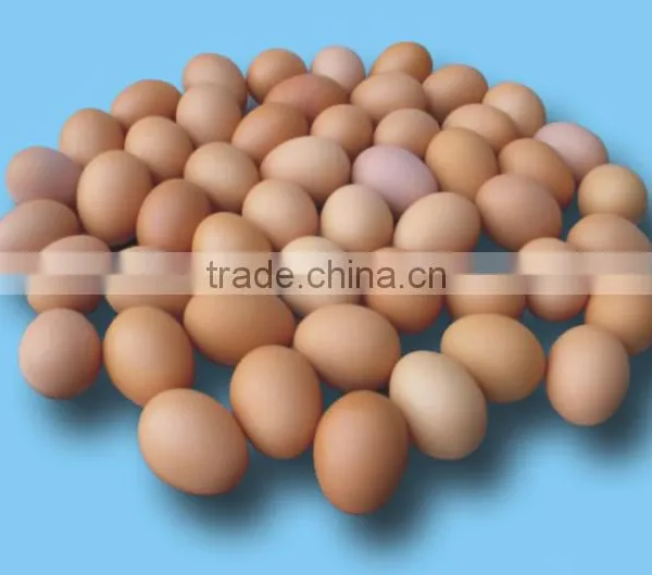 FRESH CHICKEN EGGS photo-3