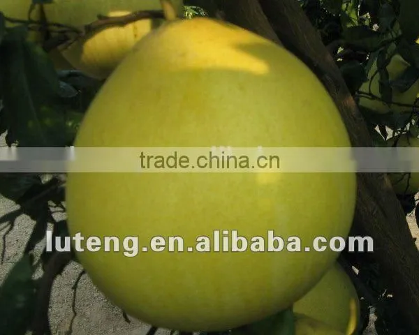 Chinese Fresh Pomelo Honey Pomelo Juicy Pomelo for Sale photo-4