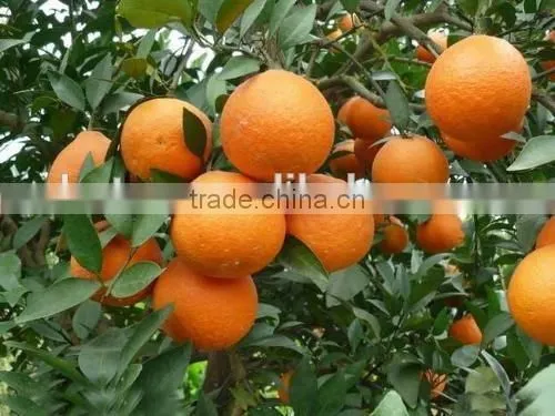 Citrus Aurantium Extract 10%-98% HPLC Nobiletin photo-2