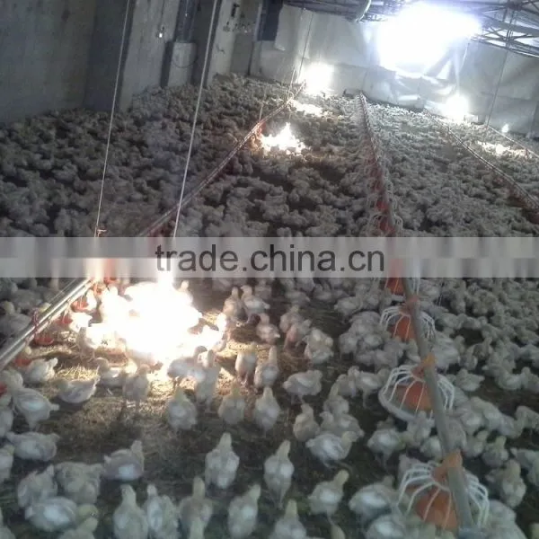 Automatic Chick House Design photo-5