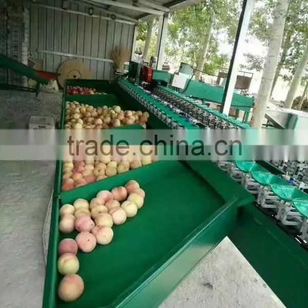 Fruit Sorting Machine/sorting Washing Machine photo-4