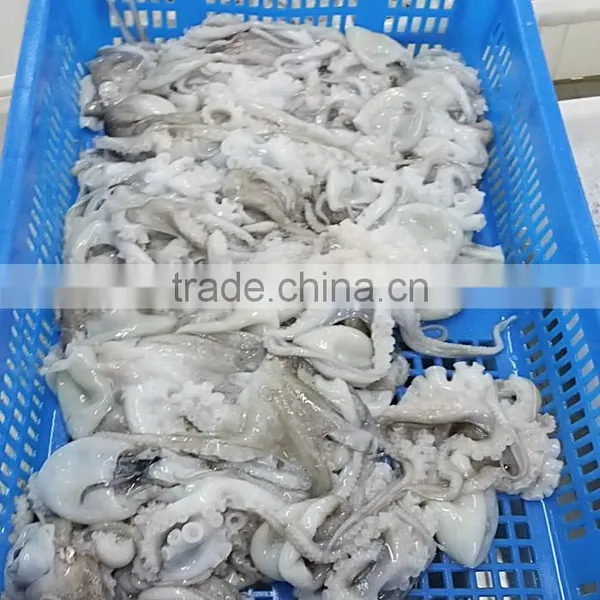 Frozen Octopus Ocellatus Flower Type photo-3