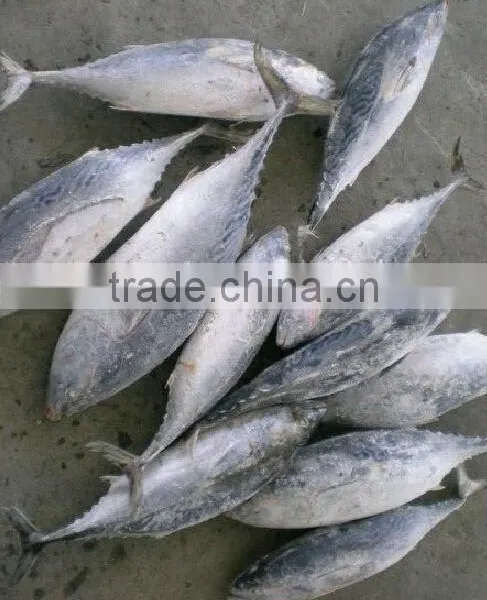 Frozen Bonito Tuna