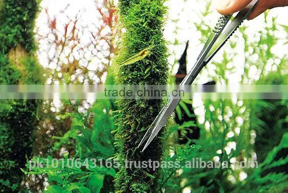 Spring Scissor photo-2