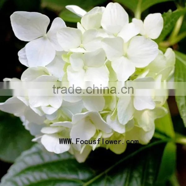 Quality Anthurium Flowers Hobby Lobby Wholesale Flowers Fresh Cut Flower Buyer Factory Prize Supply photo-4