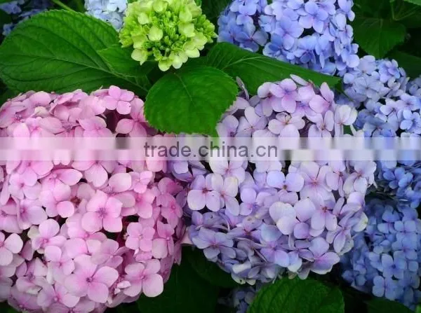 Home and Wedding Decoration Fresh Hydrangea Flower Hydrange Cut Flower photo-5