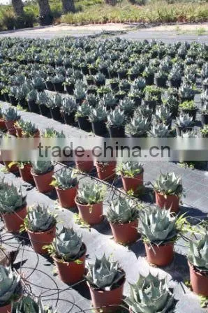 Agave Havardiana "Havard Agave" in 8 Liters Pot photo-2