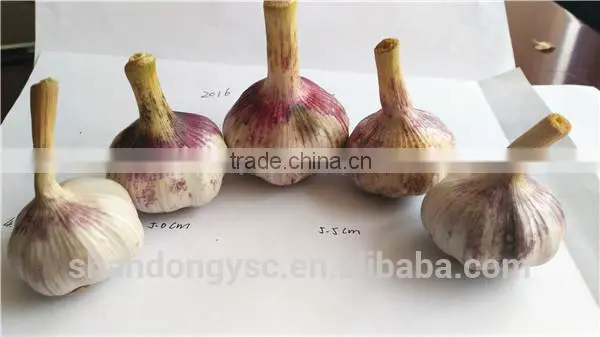 Wholesale China Garlic Price photo-2