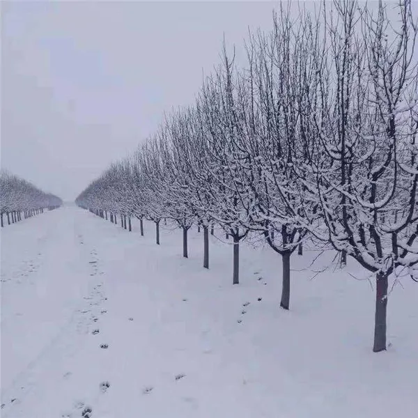 Prices of Sichuan North American Crabapples, Quotation List From the Base, Manufacturers and Wholesalers photo-3