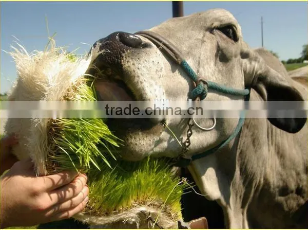 Black Bean Sprouts Making Machine | Green Mung Bean Sprouting Machine photo-6