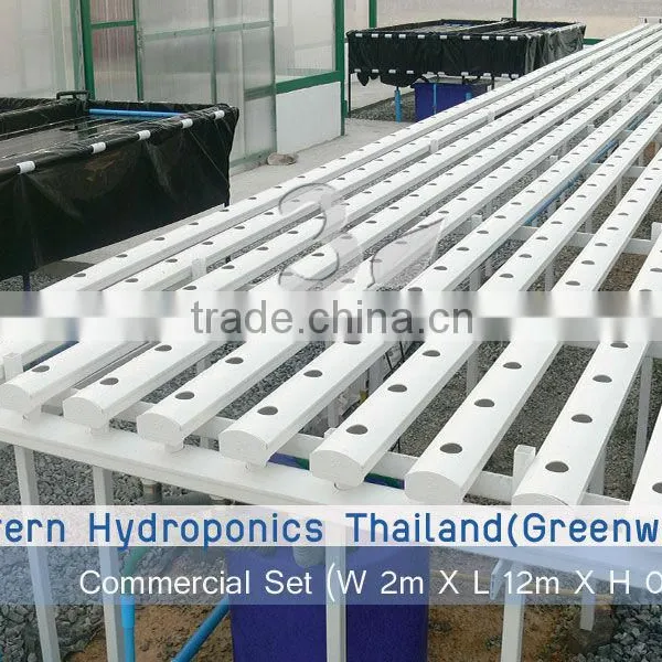 Hydroponics NFT 12 Meters
