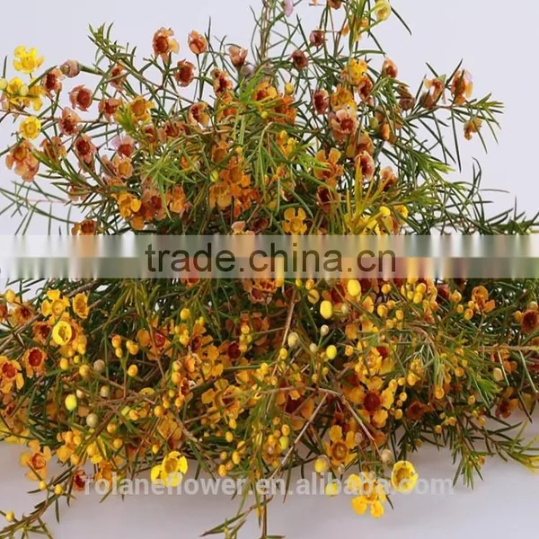the First Class Fresh Wintersweet Plant to Delivery Across the World photo-2