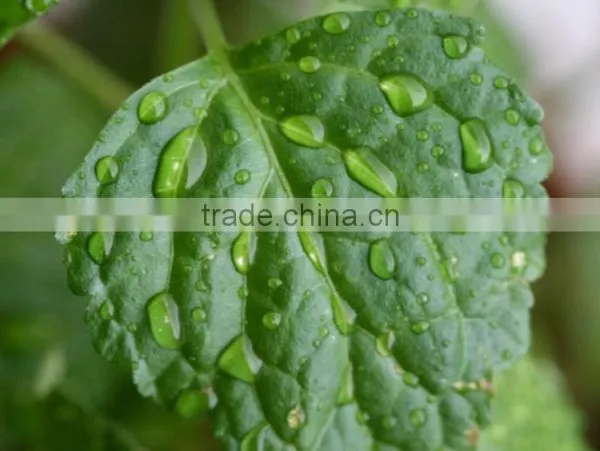 100% Pure Patchouli Oil For Exports | Patchouli Oil From India