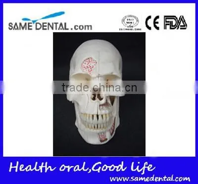 Dental Ten Section Skull Model DEA-40 photo-2