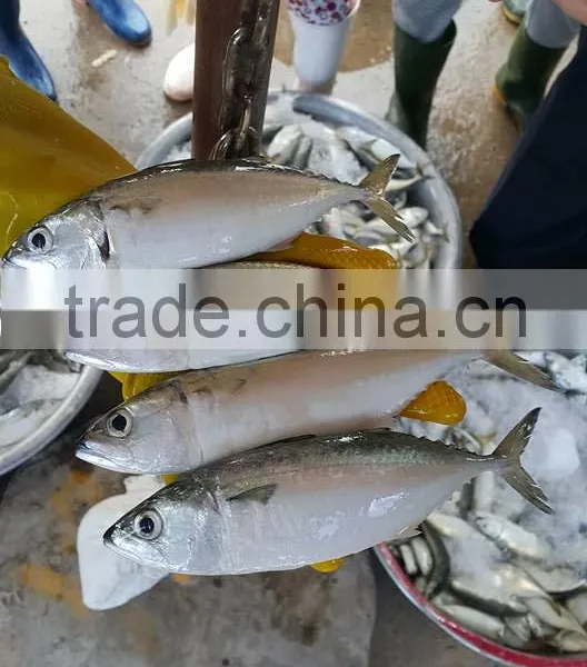 FROZEN INDIAN MACKEREL Whole Round photo-4