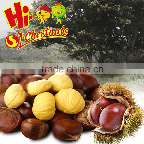 Best Quality and Price Raw Chestnuts From China photo-6