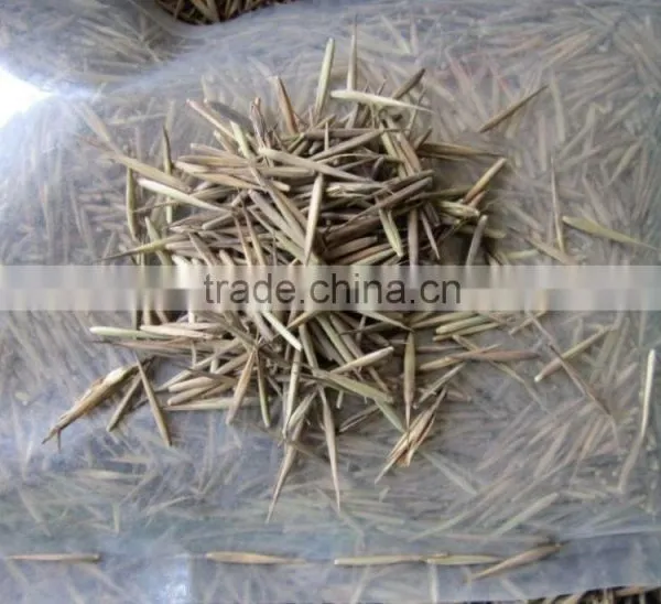 High Sprouting Rate Bamboo Seeds For Growing Bamboo Trees and Shoots photo-2
