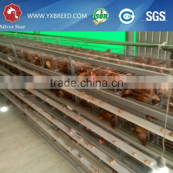 Used Poultry Equipment for Sale photo-5