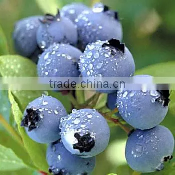 Blueberry Multiple Layer Continuous Type Mesh Belt Dryer photo-6