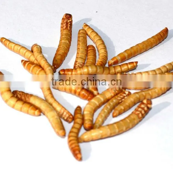 Freeze Dried Mealworm for Backyard Chicken photo-2