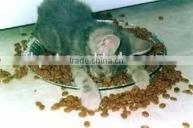 Dry Cat Food Kitten Chicken & Whole Brown Rice Formula photo-3