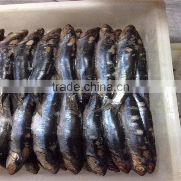 Good Quality Frozen Whole Anchovy photo-6