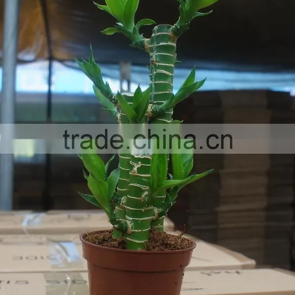 Lucky Bamboo Dracaena Sanderiana Lotus Bamboo photo-2