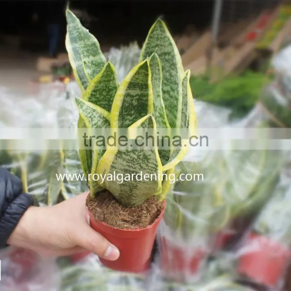 Sansevieria Trifasciata(Snake Plant )Ornamental Plants