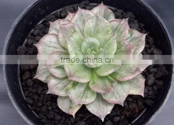 Echeveria Silver Prince Variegated, Decorative Plants Echeveria, Succulent Plants, Tropical