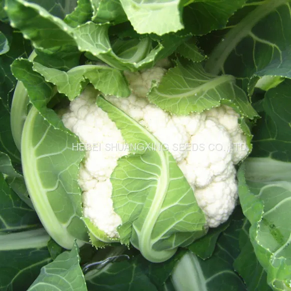Tight Snow White Cauliflower Seeds Broccoli Seeds for Sale photo-5
