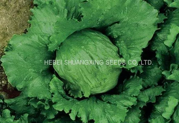 Hybrid Iceberg Lettuce Seeds With Competitive Price photo-2