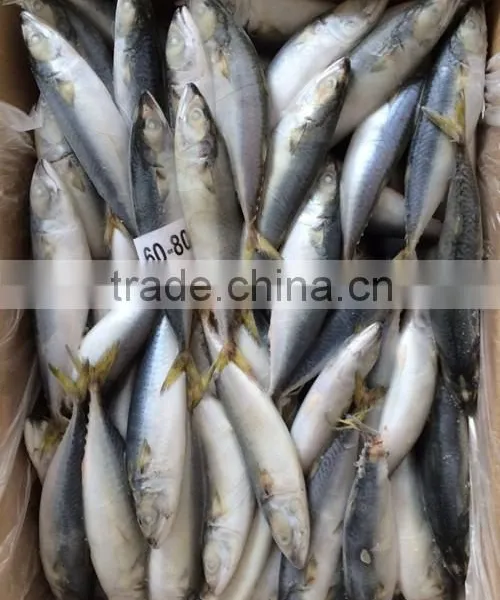 Landing Frozen Size 6 - 8 Pcs / kg Frozen Scomber Scomb photo-3