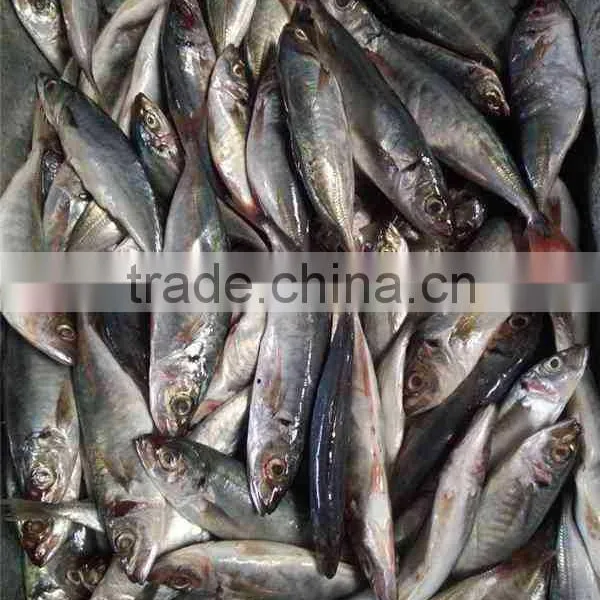HACCP EU Frozen Horse Mackerel From Pacific Ocean photo-3