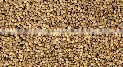 Guar Seeds photo-4