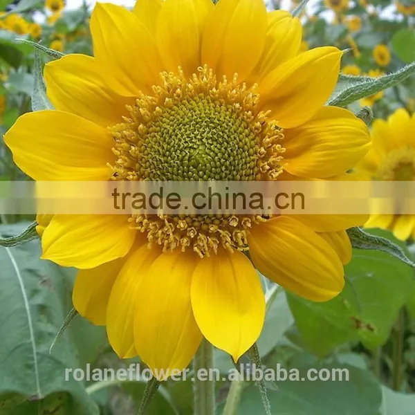 Hot Sale New Product China Fresh Sunflower Flower for Wedding Decoration photo-4